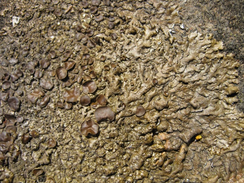 lichene c�rso 3